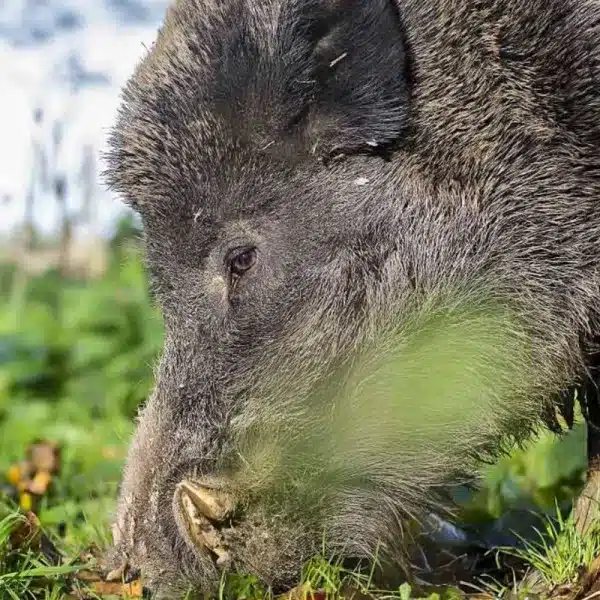 truco huevos jabalí