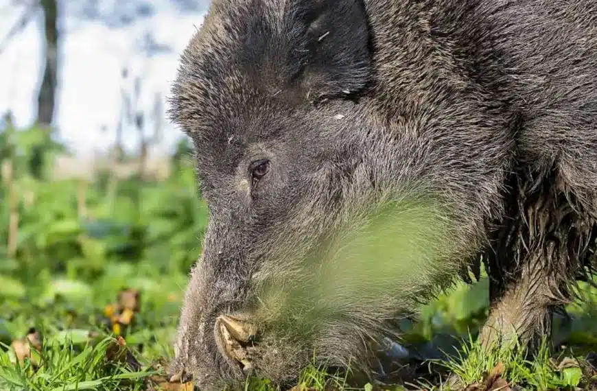 truco huevos jabalí