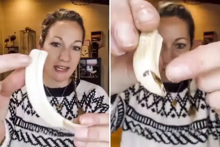 truco no se agrieten colmillos de jabalí