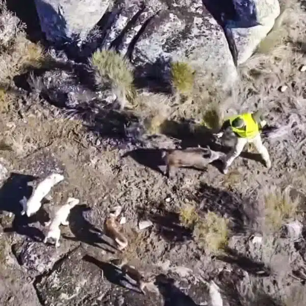 vídeo dron montería rehala