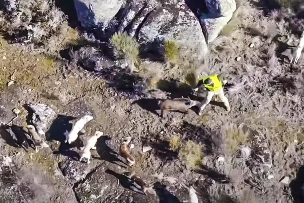 vídeo dron montería rehala