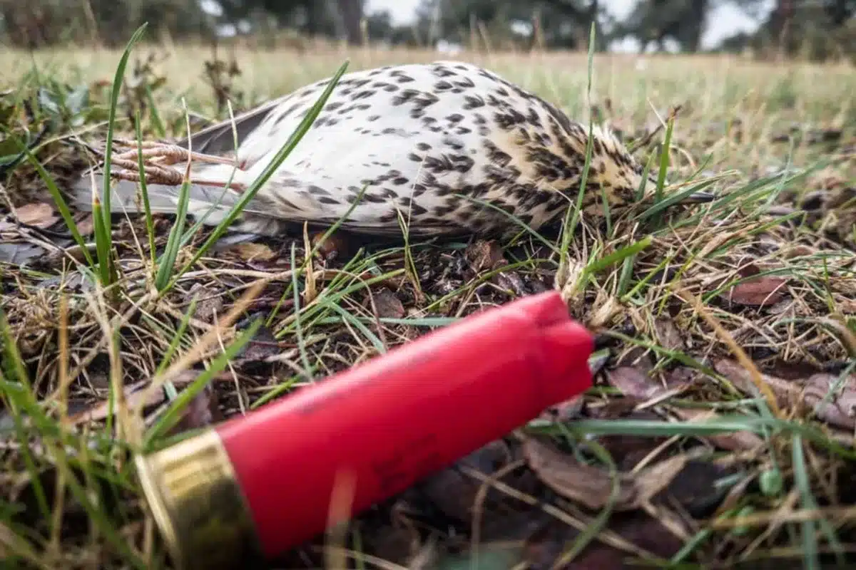 zorzal vaina denuncia cazador