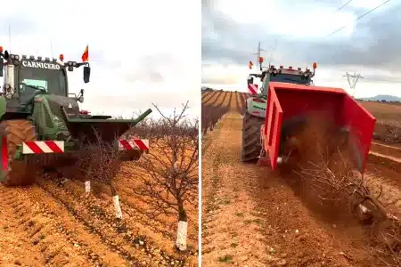 agricultor arranca almendros