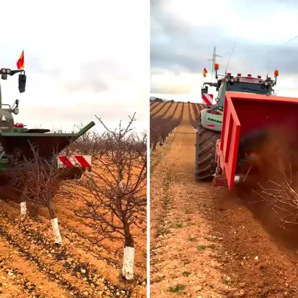 agricultor arranca almendros