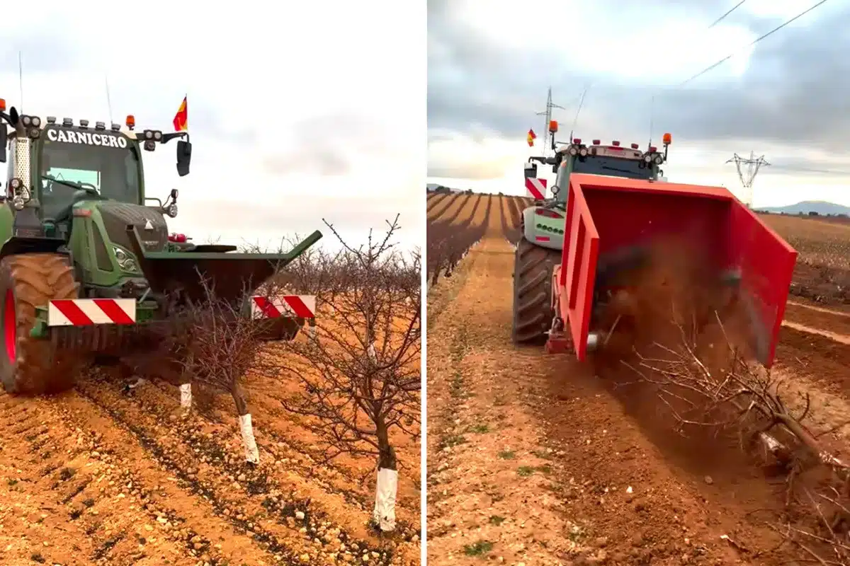 agricultor arranca almendros