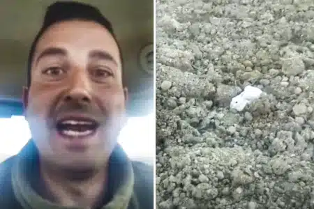 agricultor localiza animal único liebre blanca