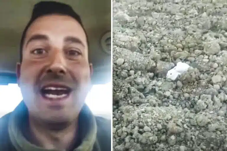 agricultor localiza animal único liebre blanca