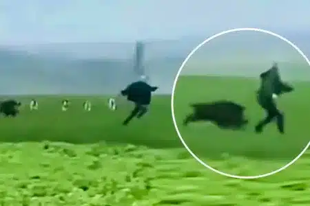 ataque jabalí hombre rehala