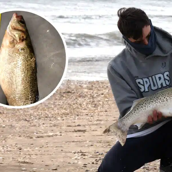 baila 2,3 kilos Huelva