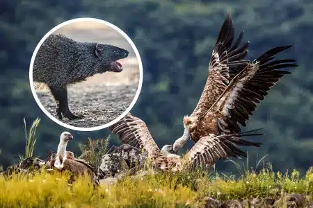 buitres leonado meloncillo