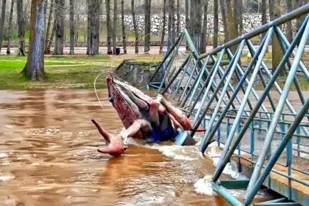 Cangrejo 900 kilos Soria