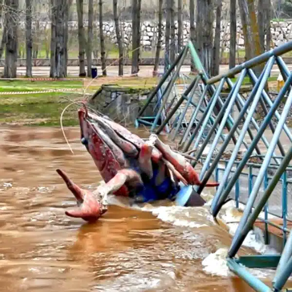 Cangrejo 900 kilos Soria