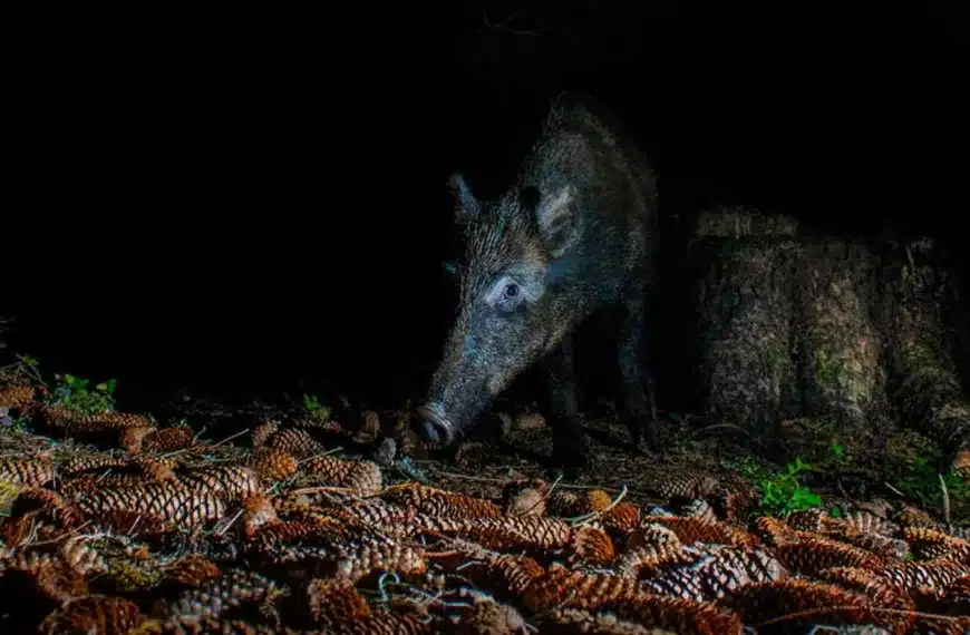 Un jabalí en la noche. © Shutterstock