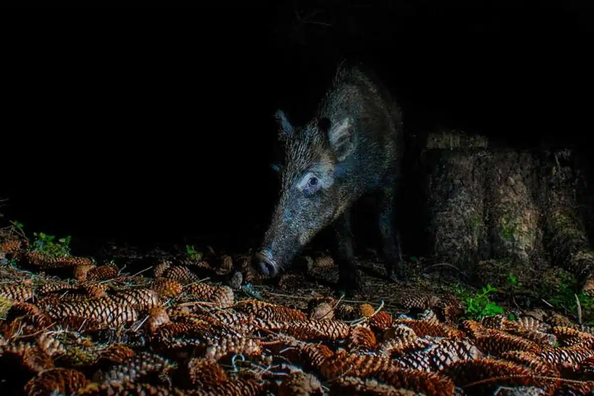 Un jabalí en la noche. © Shutterstock