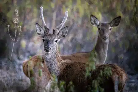ciervo-cabañeros