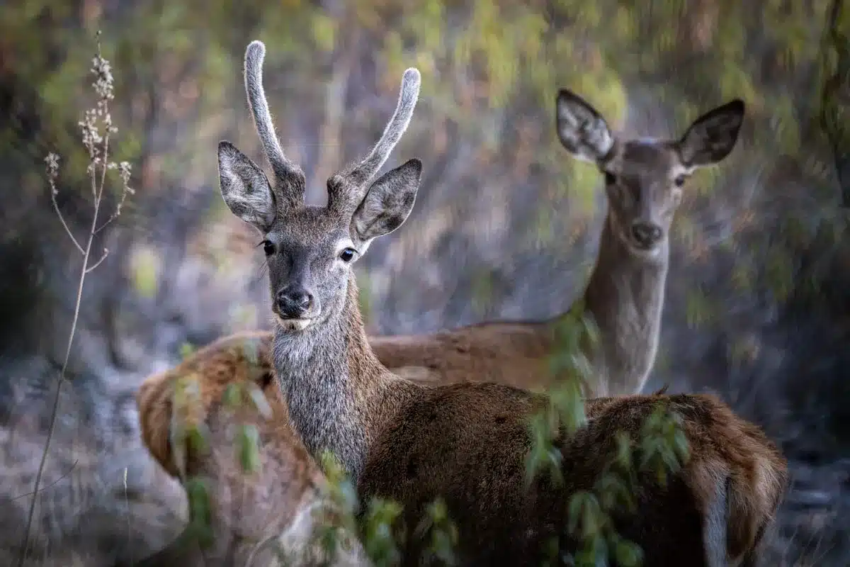 ciervo-cabañeros
