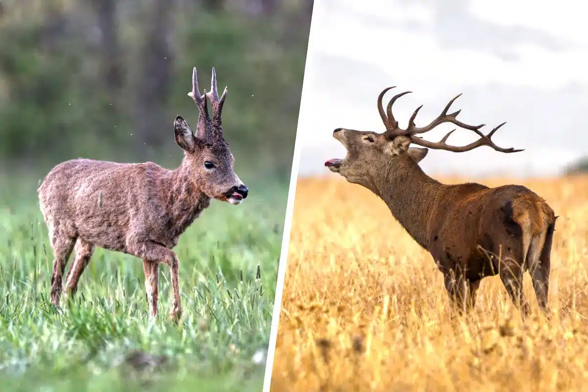 ciervo desplaza corzo