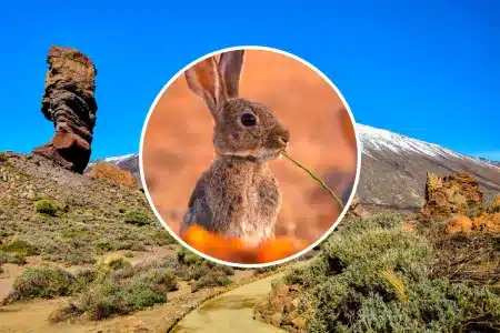 conejos Teide