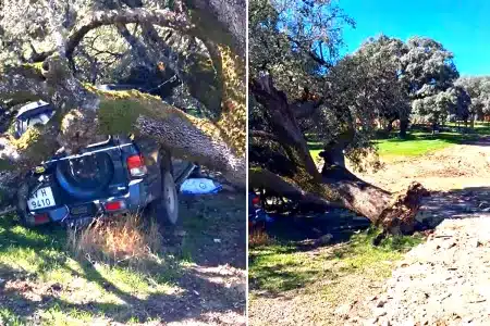 encina aplasta coche ganadera Ávila
