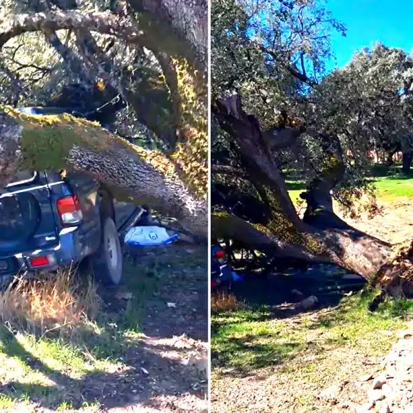 encina aplasta coche ganadera Ávila
