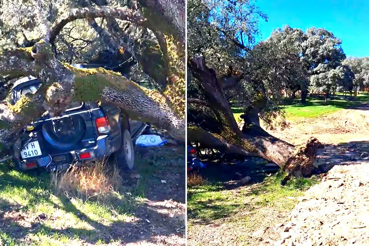 encina aplasta coche ganadera Ávila