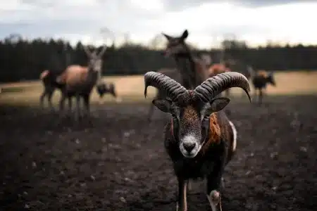 enfermedad hemorrágica epizoótica gamos muflones