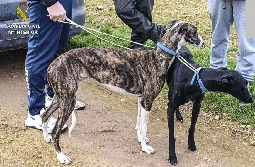 furtivos liebres galgos visión térmica