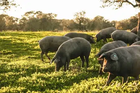 Gobierno deroga normativa bienestar animal cerdos