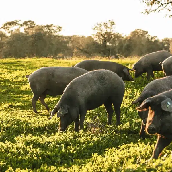 Gobierno deroga normativa bienestar animal cerdos