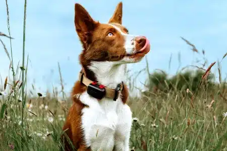 GPS mini 39 gramos ARCEA