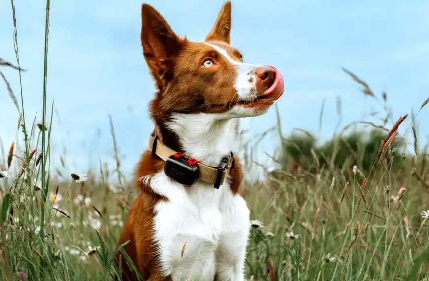 GPS mini 39 gramos ARCEA