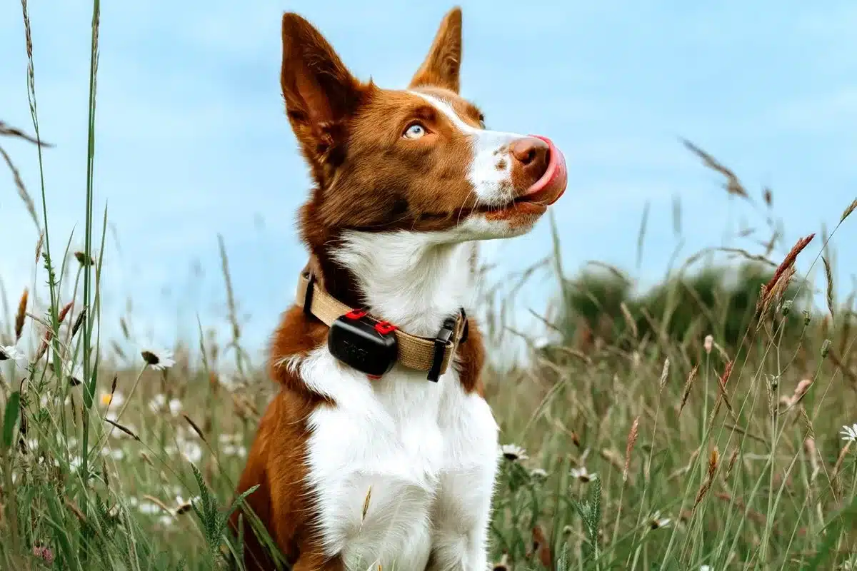 GPS mini 39 gramos ARCEA