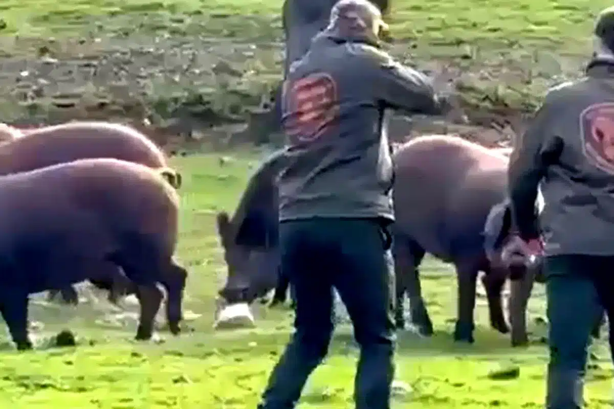 hombres disparan jabalí piara cerdos