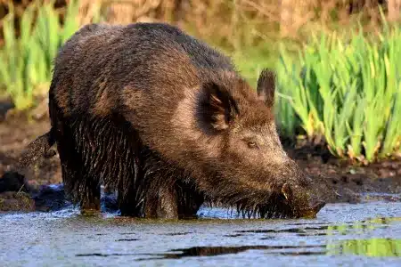 informe Agricultura peste porcina africana