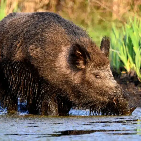 informe Agricultura peste porcina africana
