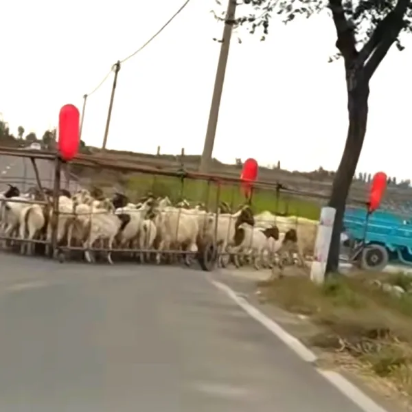 invento ganadero cabras