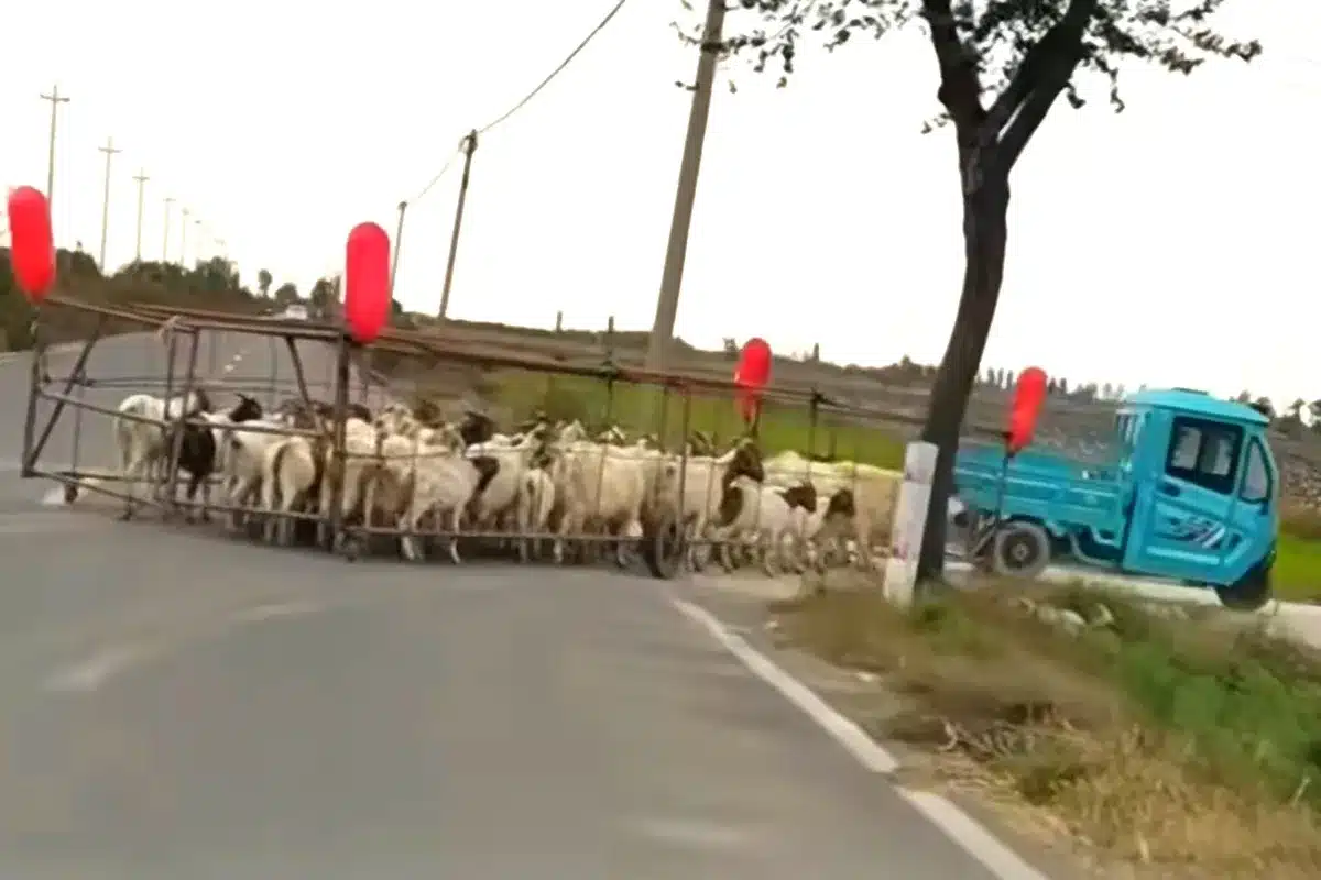 invento ganadero cabras