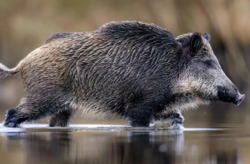 jabalí Doñana