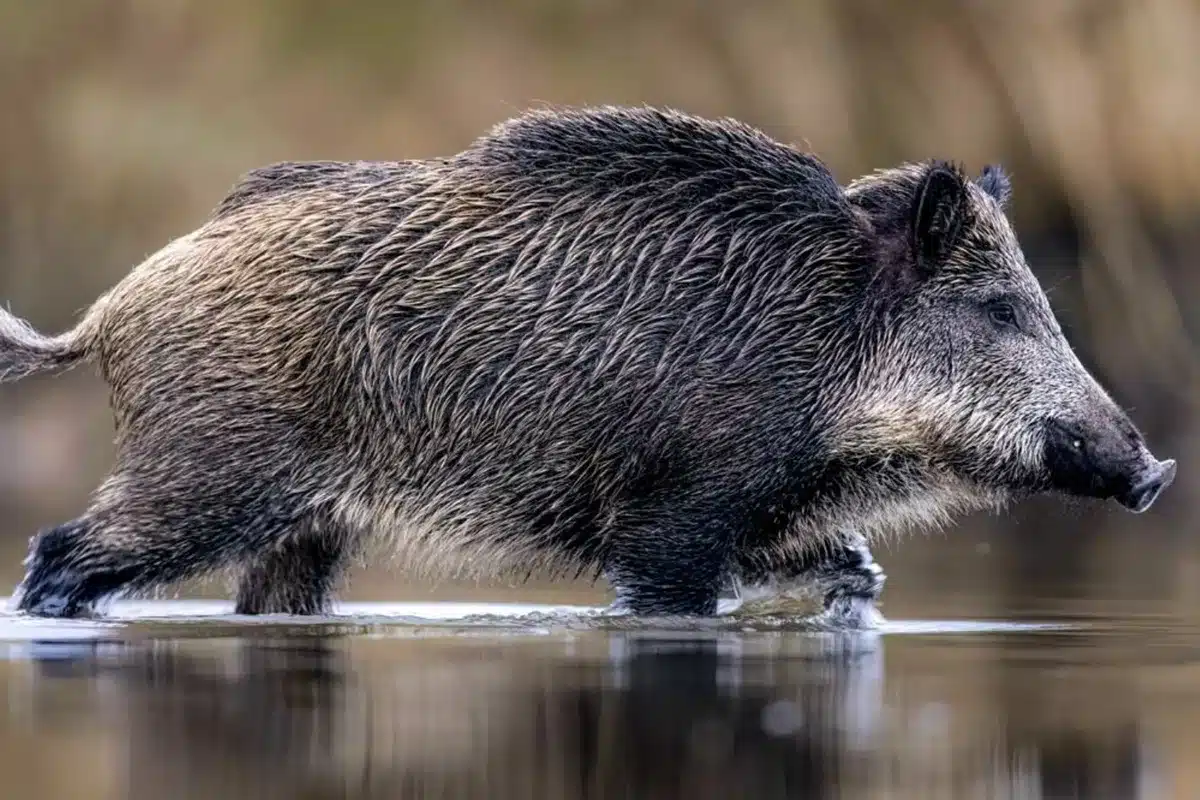 jabalí Doñana