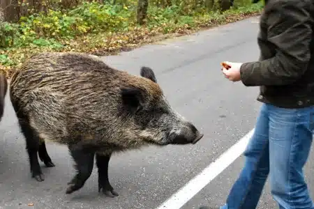jabalí gripe aviar humanos
