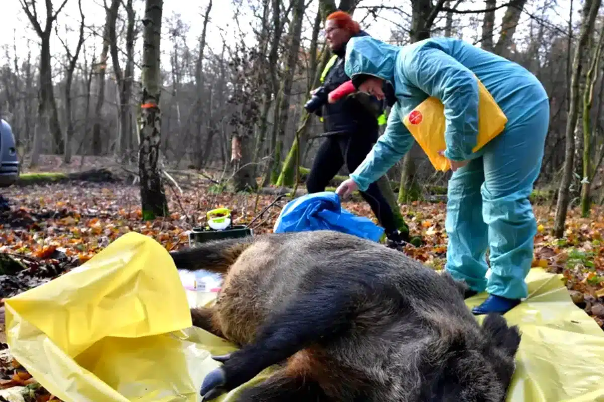 Jabalí Polonia peste porcina EFE