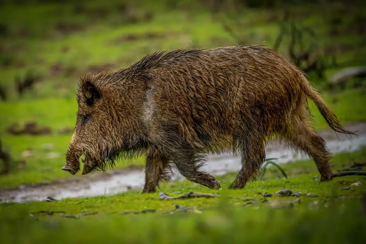 Jabalí