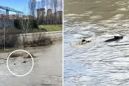 jabalíes Manzanares Madrid