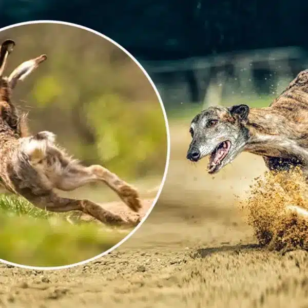 liebre de verdad la lía carrera liebre mecánica