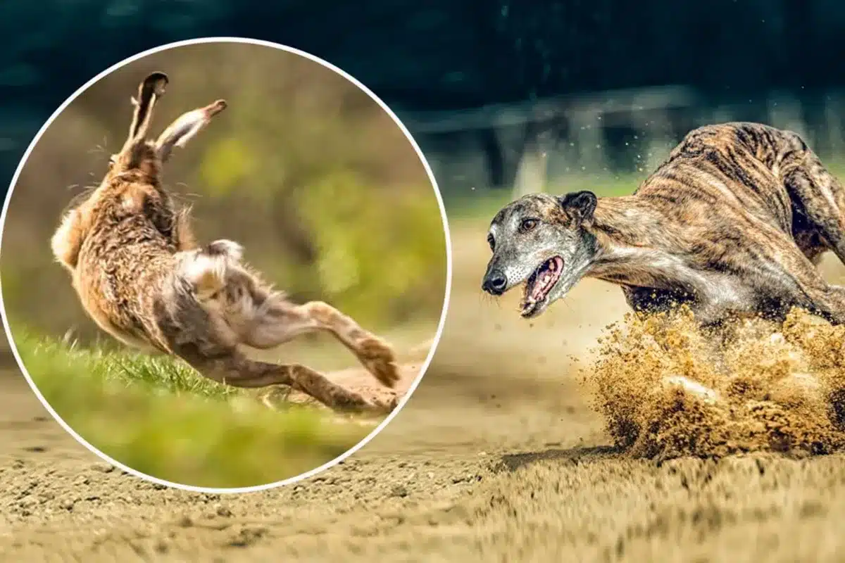 liebre de verdad la lía carrera liebre mecánica