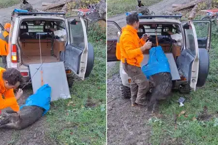 método cargar jabalíes solo en el monte