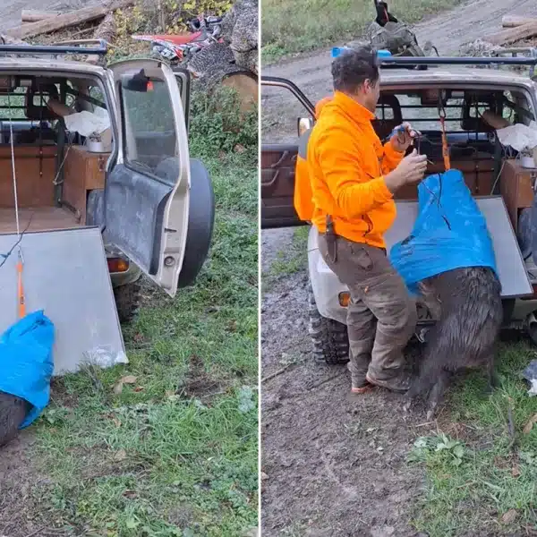 método cargar jabalíes solo en el monte