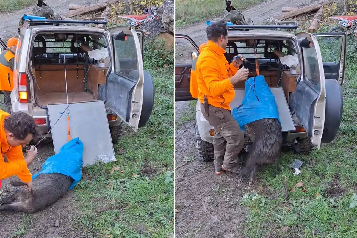 método cargar jabalíes solo en el monte