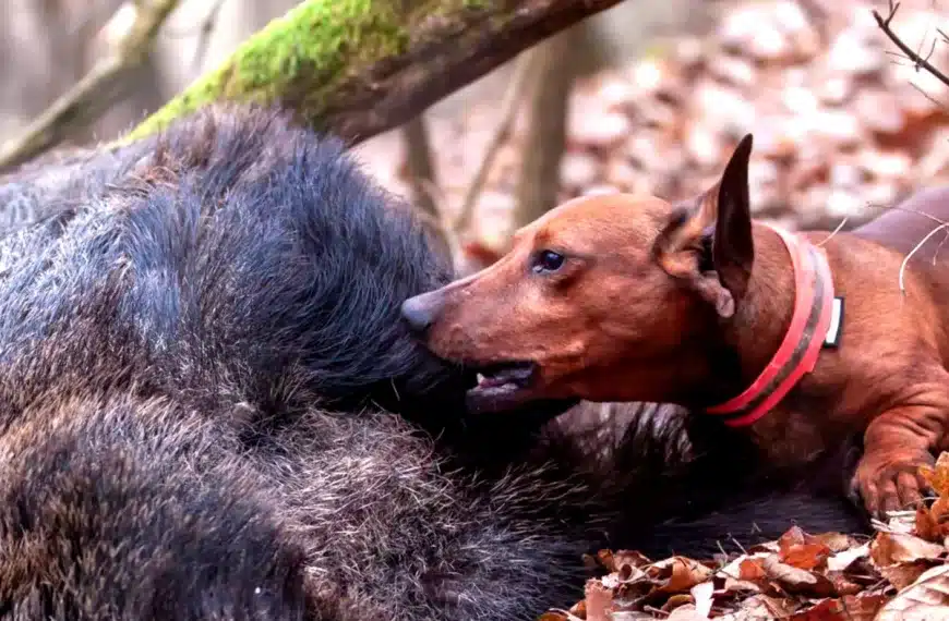 muere perro caza Cantabria morder jabalí