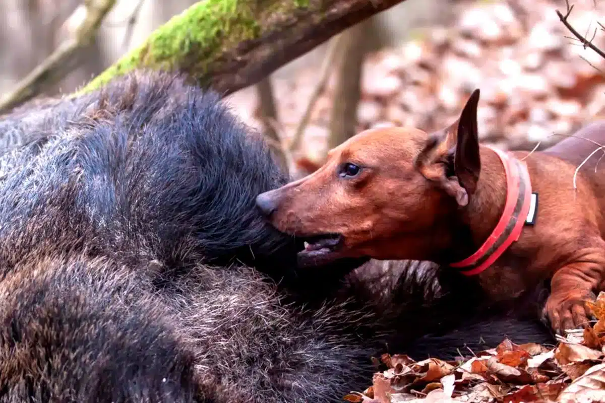 muere perro caza Cantabria morder jabalí